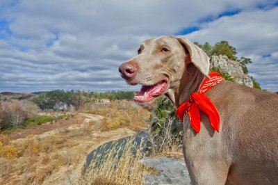 Cs2g8138 - Professional Animals photography by Bobby Shull