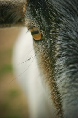 Image 2372 - Professional Animals photography by Bobby Shull