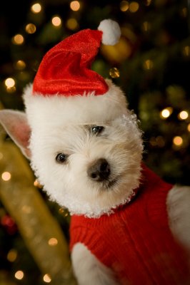 Image 4156 - Professional Animals photography by Bobby Shull