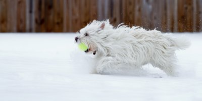 Image 4835 - Professional Animals photography by Bobby Shull