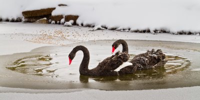 Image 5424 - Professional Animals photography by Bobby Shull