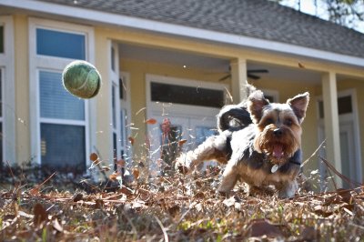 Image 6337 - Professional Animals photography by Bobby Shull