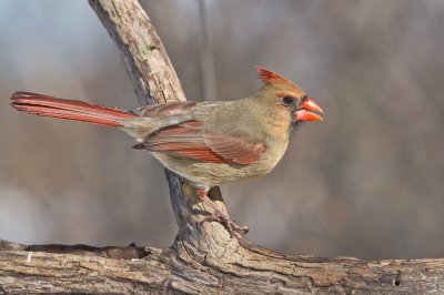 Image 6023 - Professional Birds photography by Bobby Shull