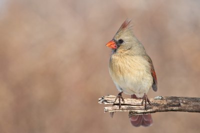 Image 6037 - Professional Birds photography by Bobby Shull
