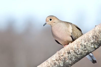 Image 6043 - Professional Birds photography by Bobby Shull