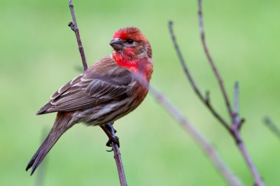 Image 9058 - Professional Birds photography by Bobby Shull