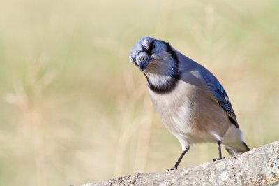 Image 9483 - Professional Birds photography by Bobby Shull