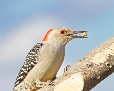 Image 9564 - Professional Birds photography by Bobby Shull