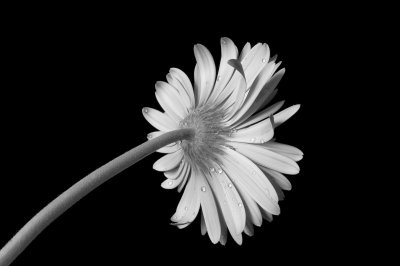 Crw 8071 - Professional Macro photography by Bobby Shull