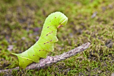 Image 2476 - Professional Macro photography by Bobby Shull