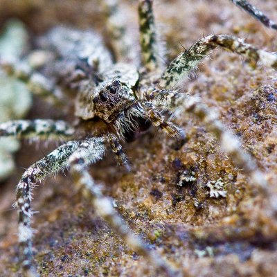 Image 5576 - Professional Macro photography by Bobby Shull