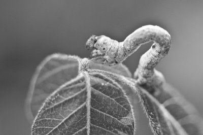 Image 6323 - Professional Macro photography by Bobby Shull