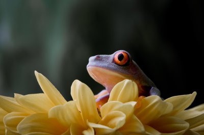 Image 7852 - Professional Macro photography by Bobby Shull