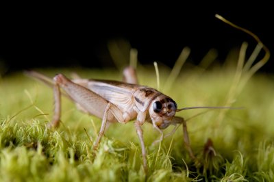 Image 9072 - Professional Macro photography by Bobby Shull