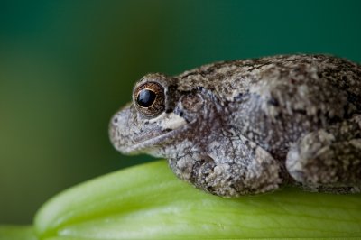 Image 9178 - Professional Macro photography by Bobby Shull