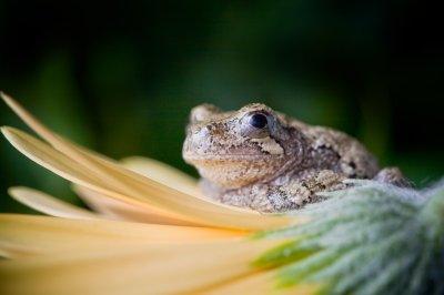 Image 9204 - Professional Macro photography by Bobby Shull