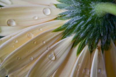 Image 9255 - Professional Macro photography by Bobby Shull