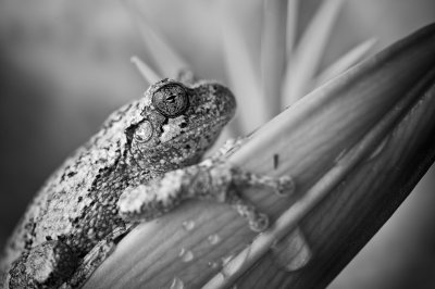 Image 9293 - Professional Macro photography by Bobby Shull