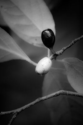 Image 0913 - Professional photography by Bobby Shull