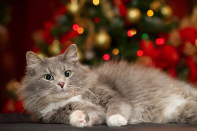 Image 9115 - Professional photography by Bobby Shull