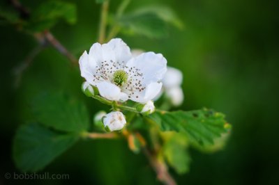 Dscf0735 - Professional Wildflowers photography by Bobby Shull