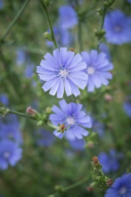 Dscf2651 - Professional Wildflowers photography by Bobby Shull