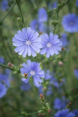 Dscf2656 - Professional Wildflowers photography by Bobby Shull
