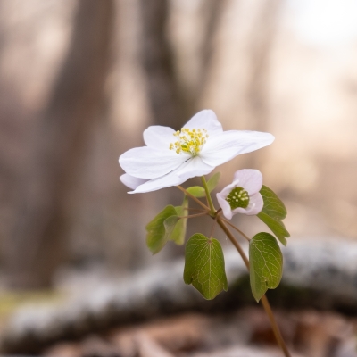 Dscf5418 - Professional Wildflowers photography by Bobby Shull