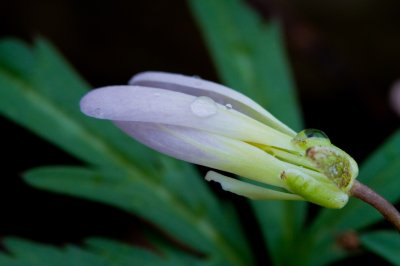 Image 3892 - Professional Wildflowers photography by Bobby Shull