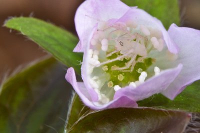 Image 4112 - Professional Wildflowers photography by Bobby Shull