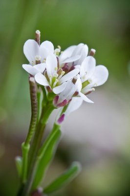Image 4222 - Professional Wildflowers photography by Bobby Shull