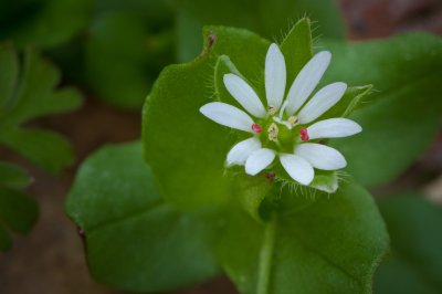 Image 4232 - Professional Wildflowers photography by Bobby Shull