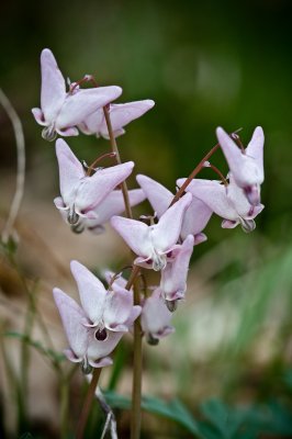 Image 5493 - Professional Wildflowers photography by Bobby Shull