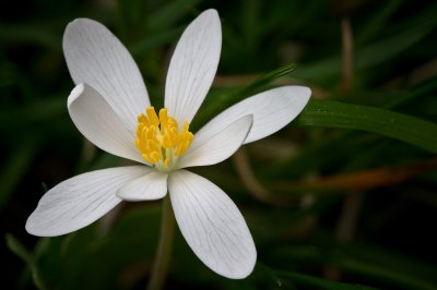 Image 5498 - Professional Wildflowers photography by Bobby Shull