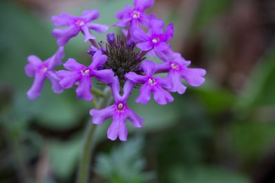 Image 5634 - Professional Wildflowers photography by Bobby Shull