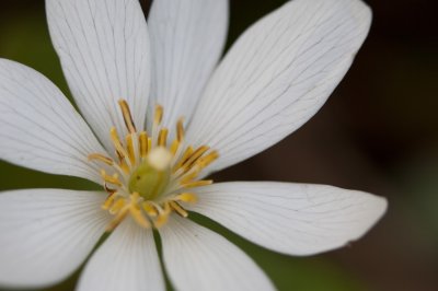 Image 7281 - Professional Wildflowers photography by Bobby Shull