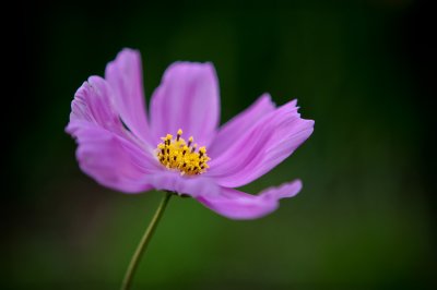 Image 8487 - Professional Wildflowers photography by Bobby Shull