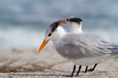 Image 0255 - Professional Wildlife photography by Bobby Shull