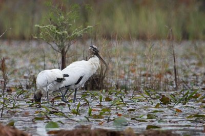 Image 0471 - Professional Wildlife photography by Bobby Shull
