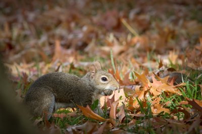 Image 0575 - Professional Wildlife photography by Bobby Shull