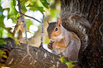 Image 1383 - Professional Wildlife photography by Bobby Shull