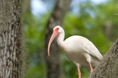 Image 2200 - Professional Wildlife photography by Bobby Shull