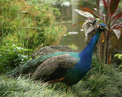 Image 3586 - Professional Wildlife photography by Bobby Shull