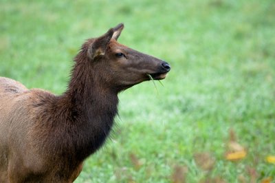 Image 6594 - Professional Wildlife photography by Bobby Shull