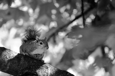 Image 6763 - Professional Wildlife photography by Bobby Shull