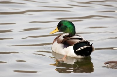 Image 8378 - Professional Wildlife photography by Bobby Shull